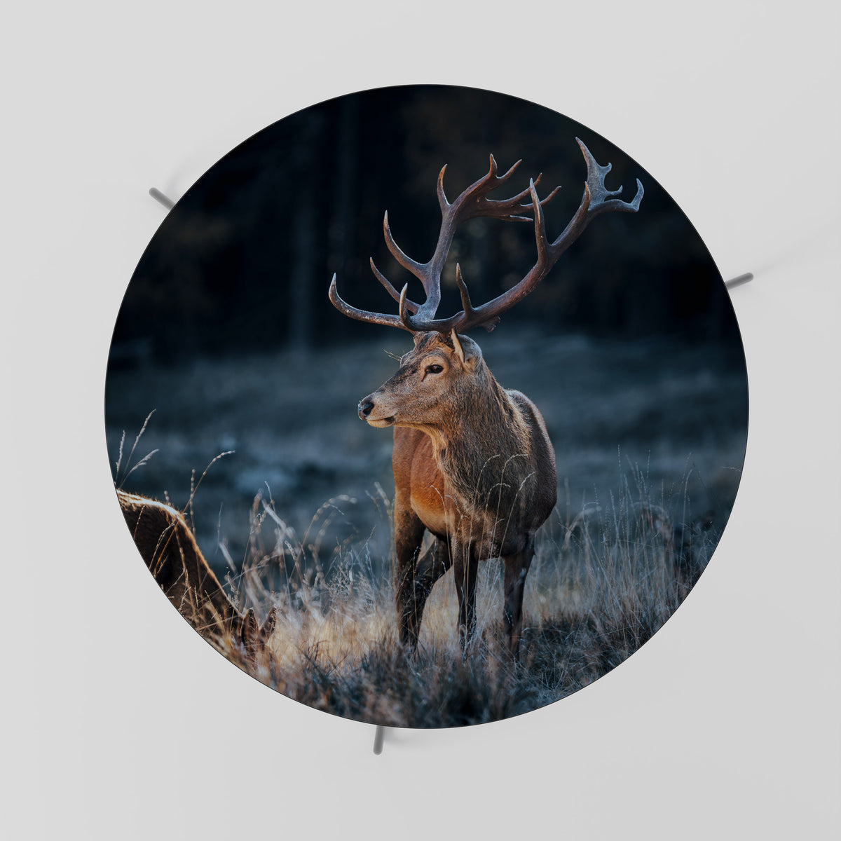 ANTLERED REGALITY Coffee Table