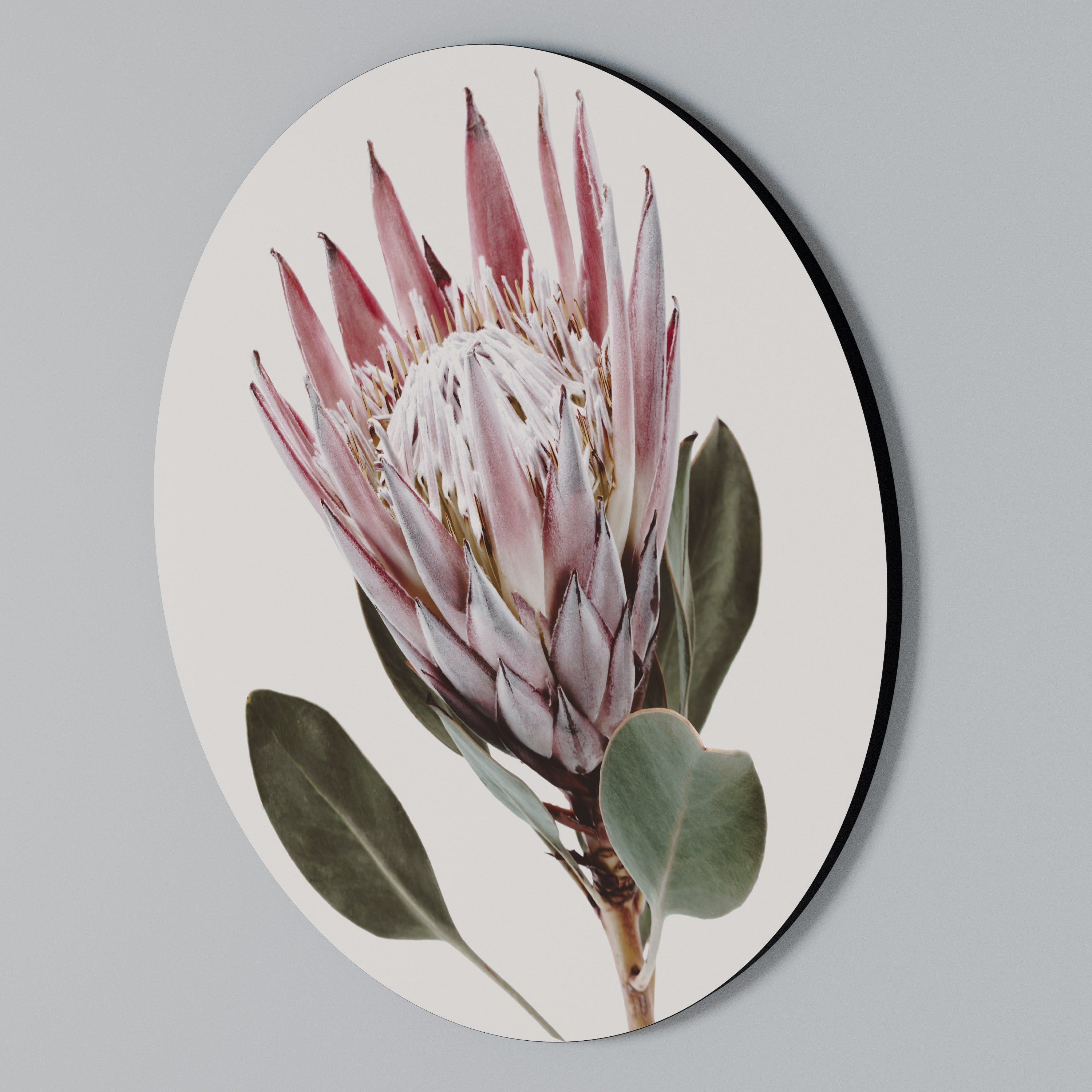 PROTEA FLOWER Arte de pared redondo