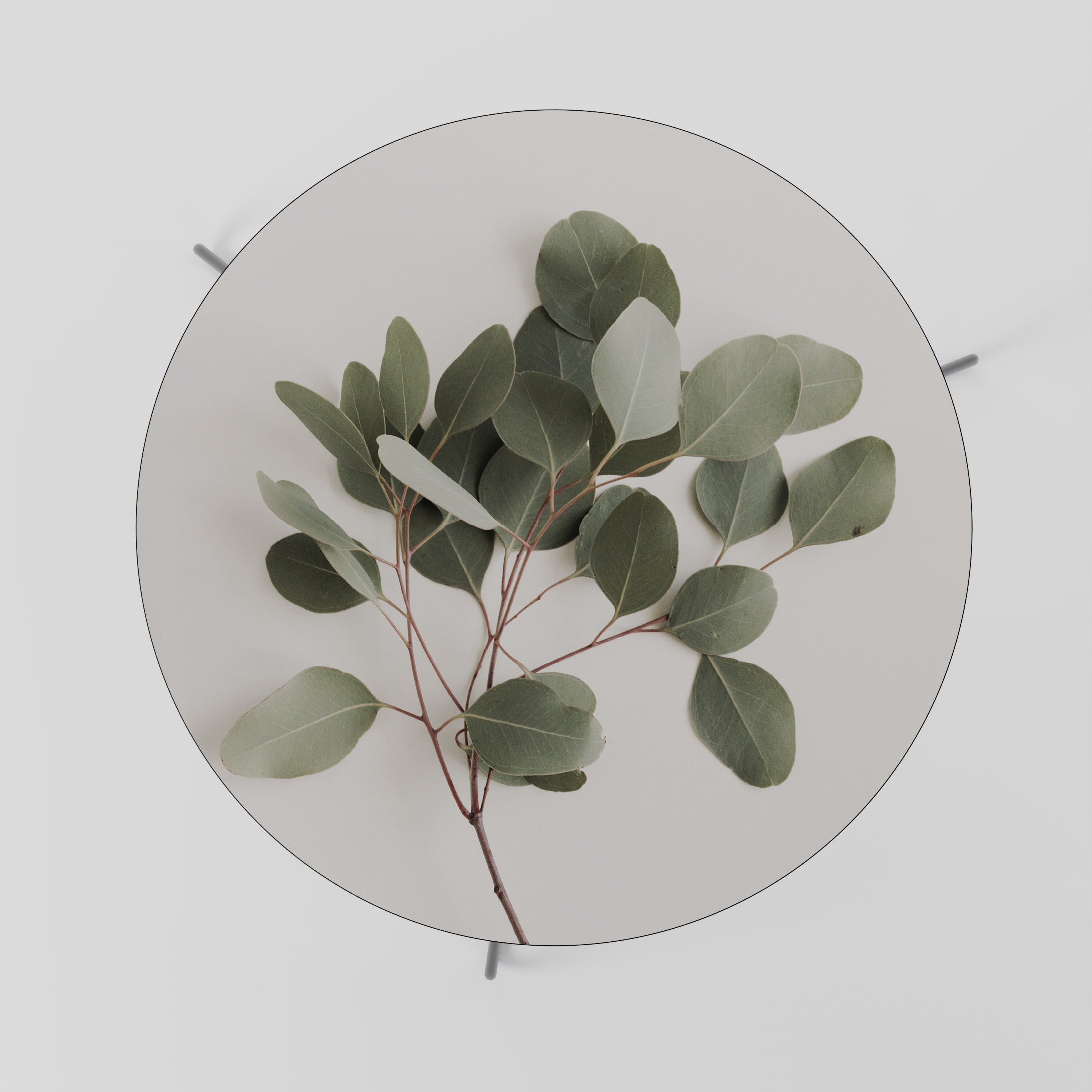 EUCALYPTUS BRANCH Konferenční stolek