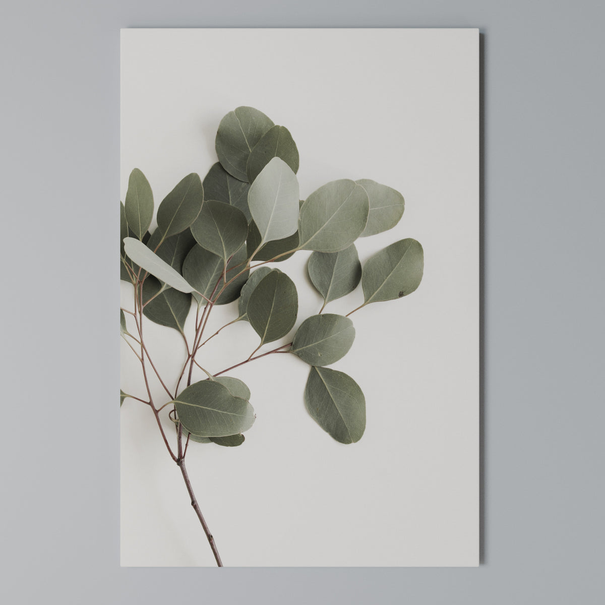 EUCALYPTUS BRANCH Stampa su tela verticale