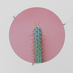 MISTER CACTUS Couchtisch