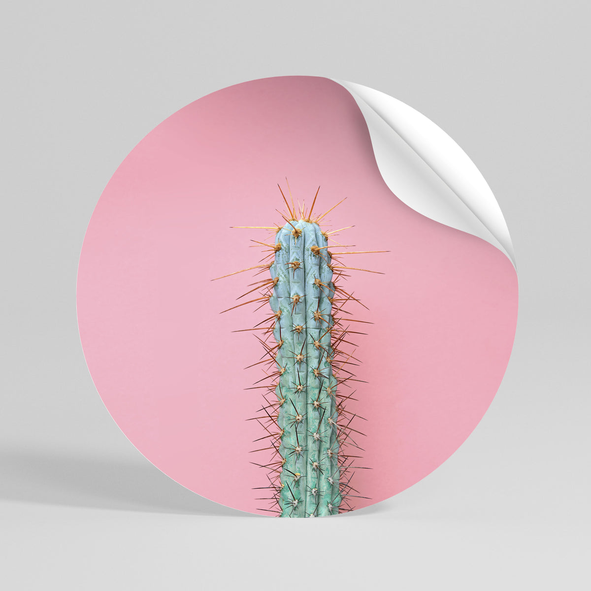 MISTER CACTUS Autocolante Redondo Removível