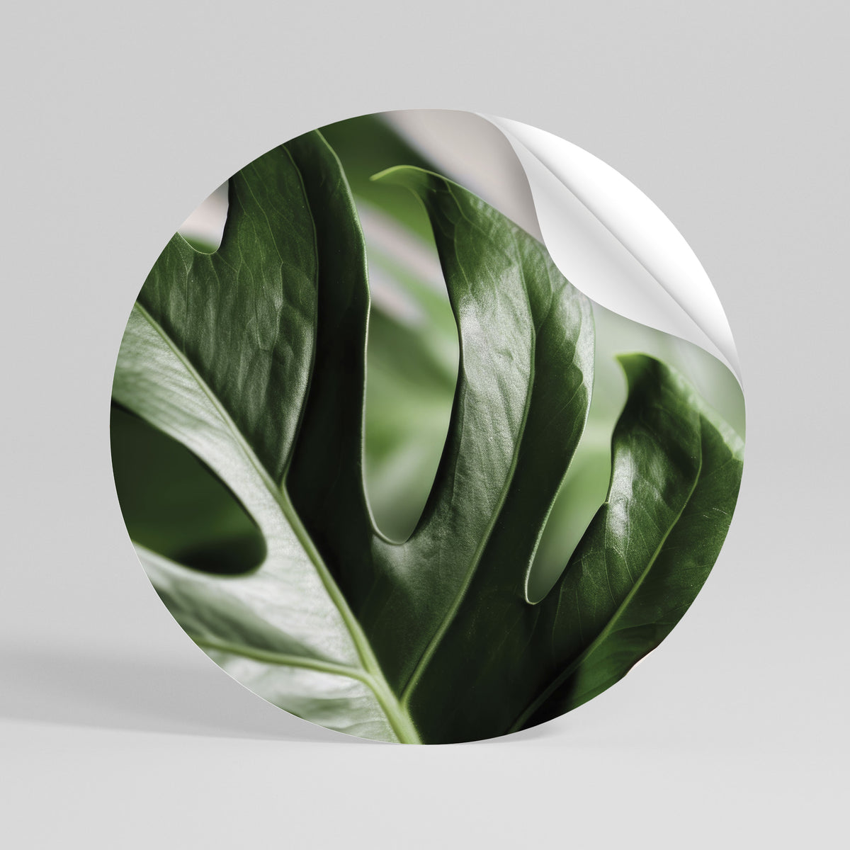 SHARP MONSTERA Runder Wandsticker zum Abziehen und Aufkleben