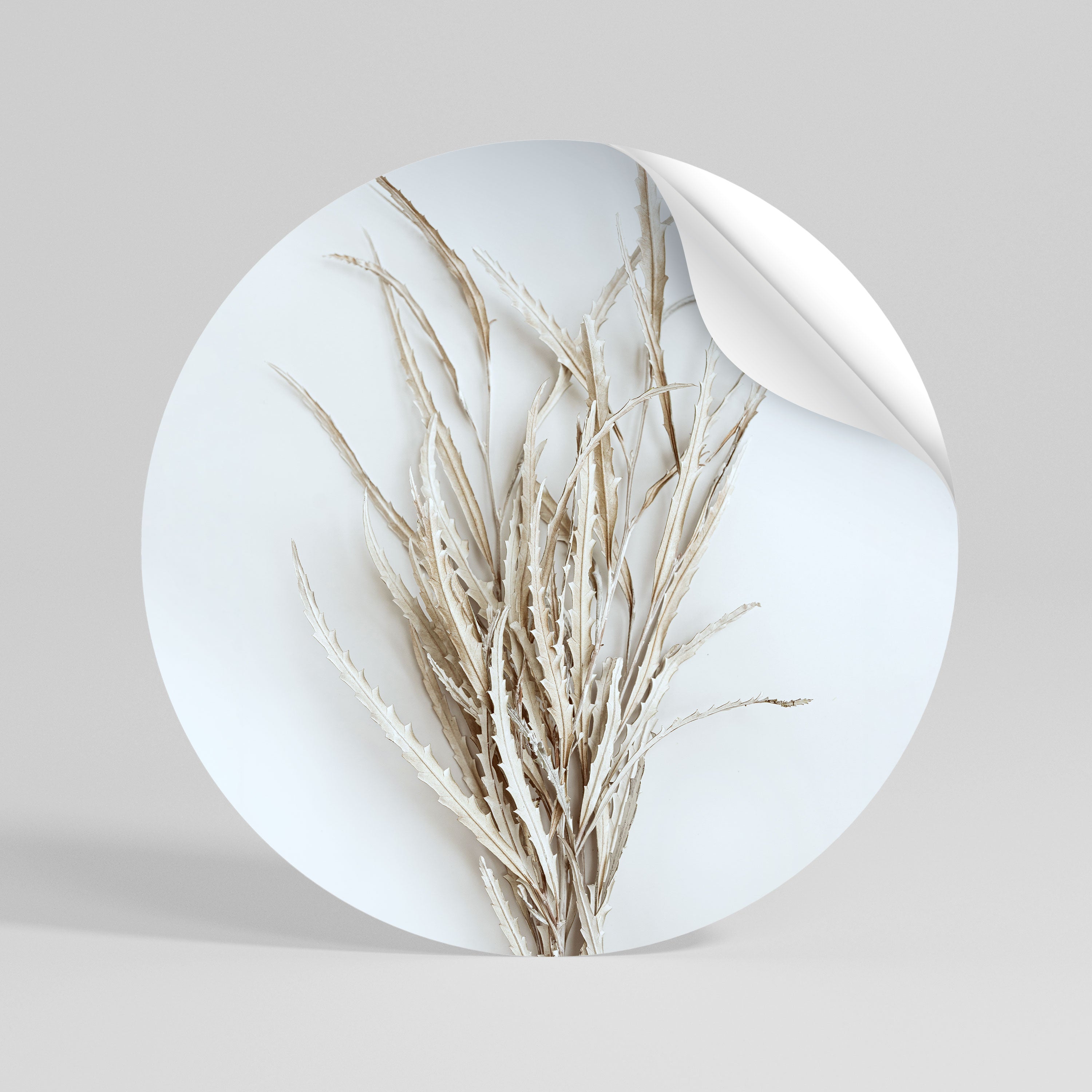 DRIED DREAMS DISPLAY Rund väggdekal