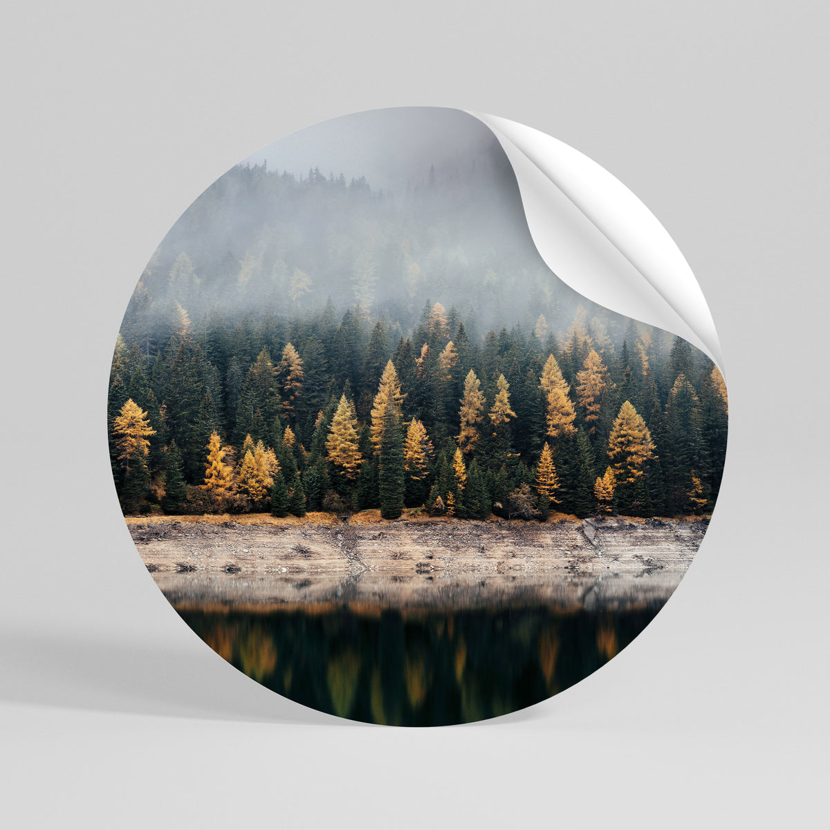 GOLDEN TREES IN FOG Vinilo adhesivo redondo