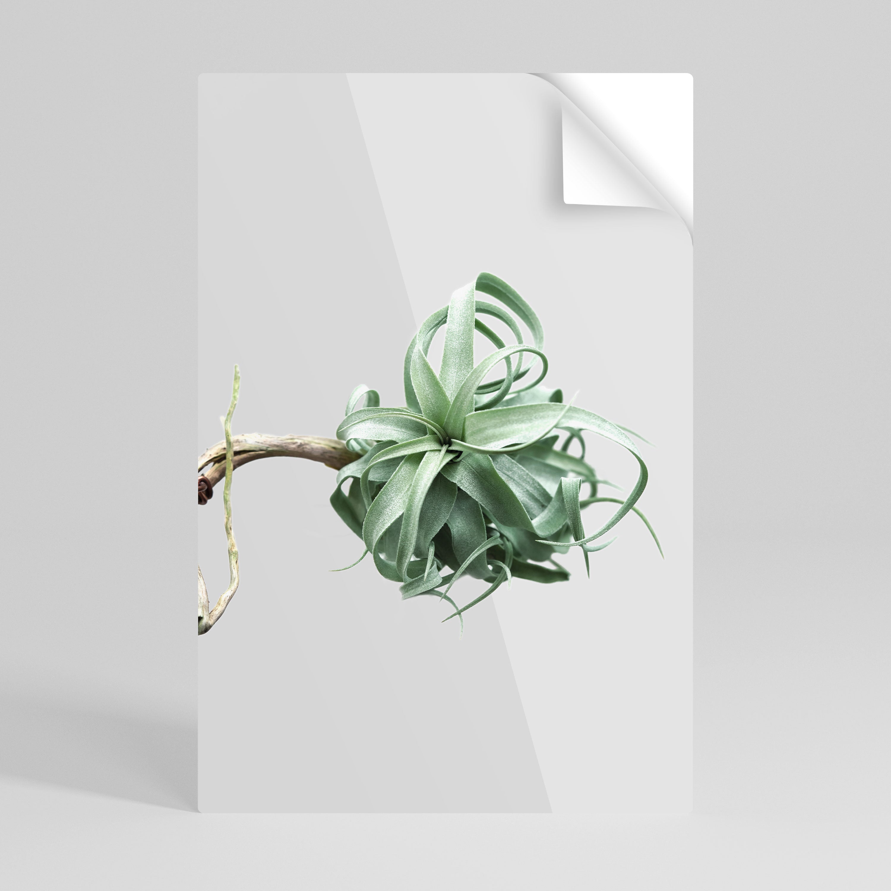 TANGLE OF NATURE Självhäftande Vertikal Poster