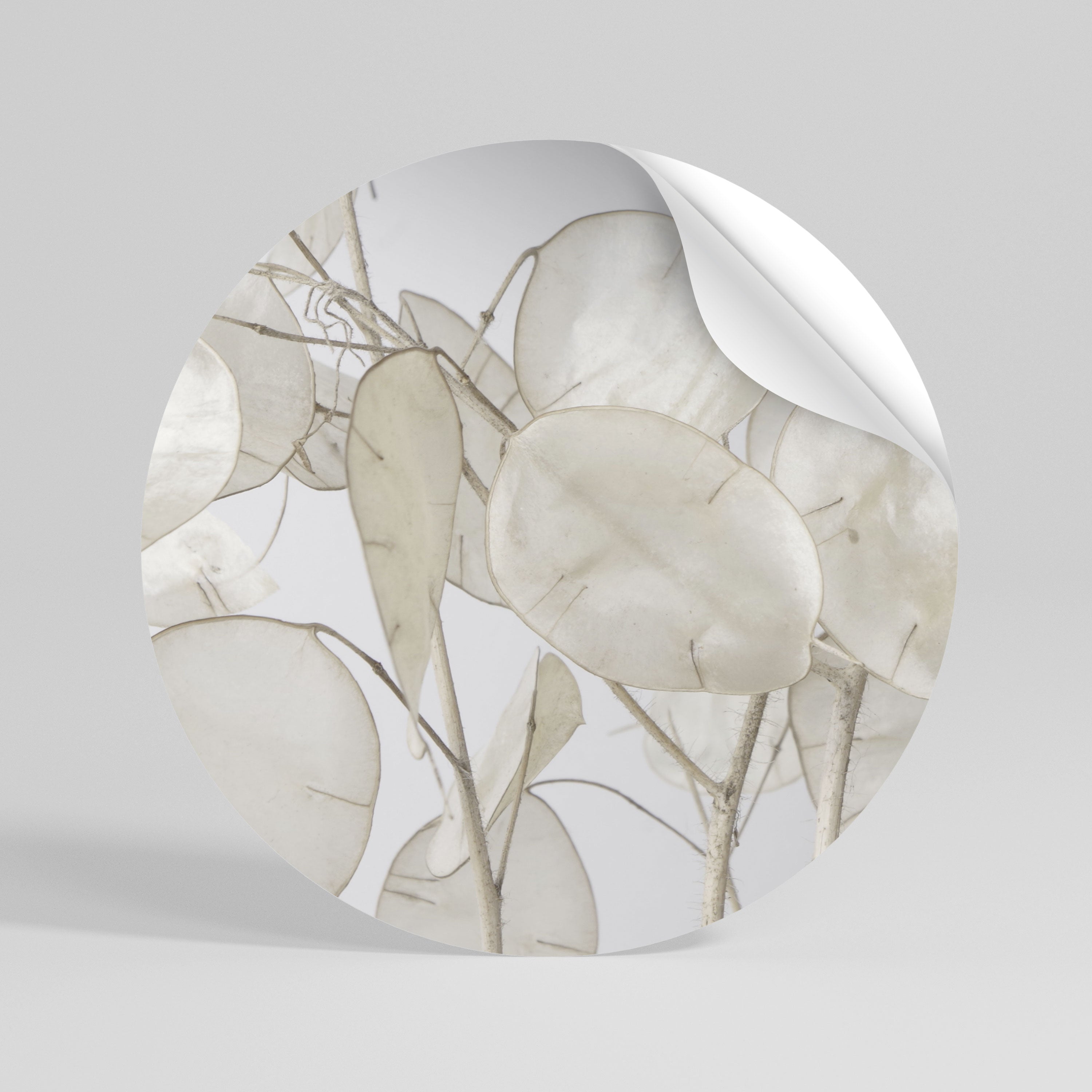 SILKY FOLIAGE WHISPERS Rund väggdekal