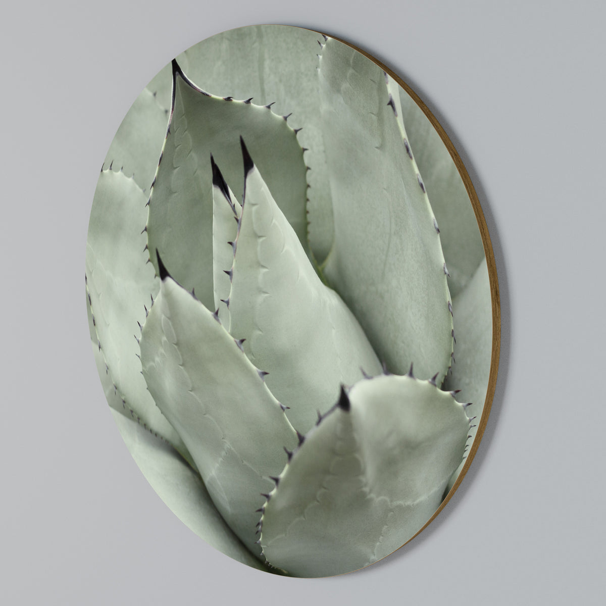 MYSTICAL SUCCULENT DREAM Arte de pared redondo