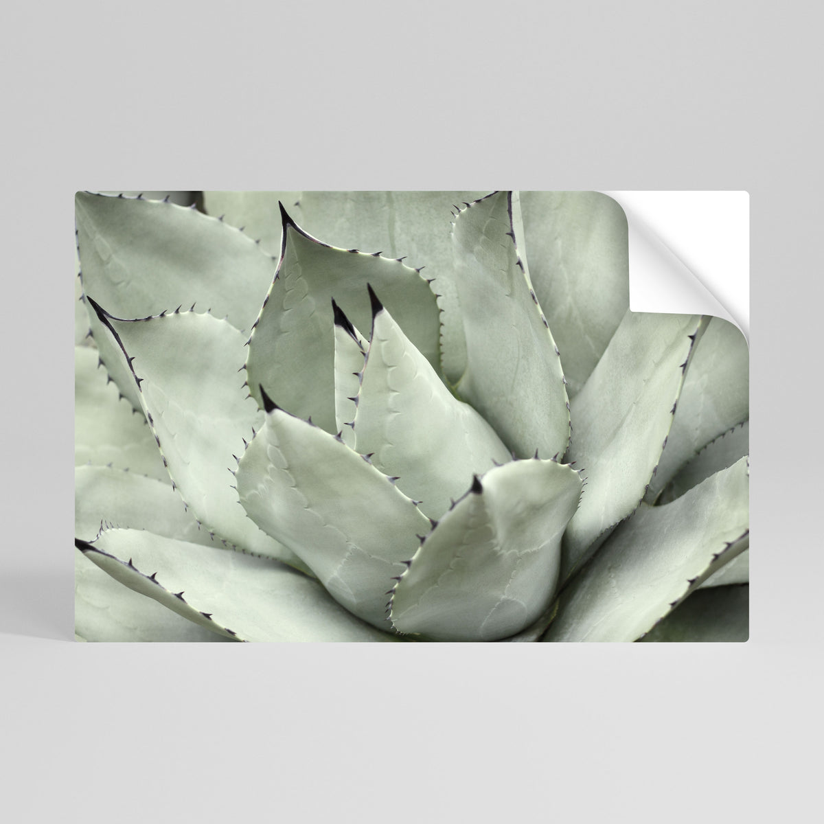 MYSTICAL SUCCULENT DREAM Poster Orizzontale Adesivo