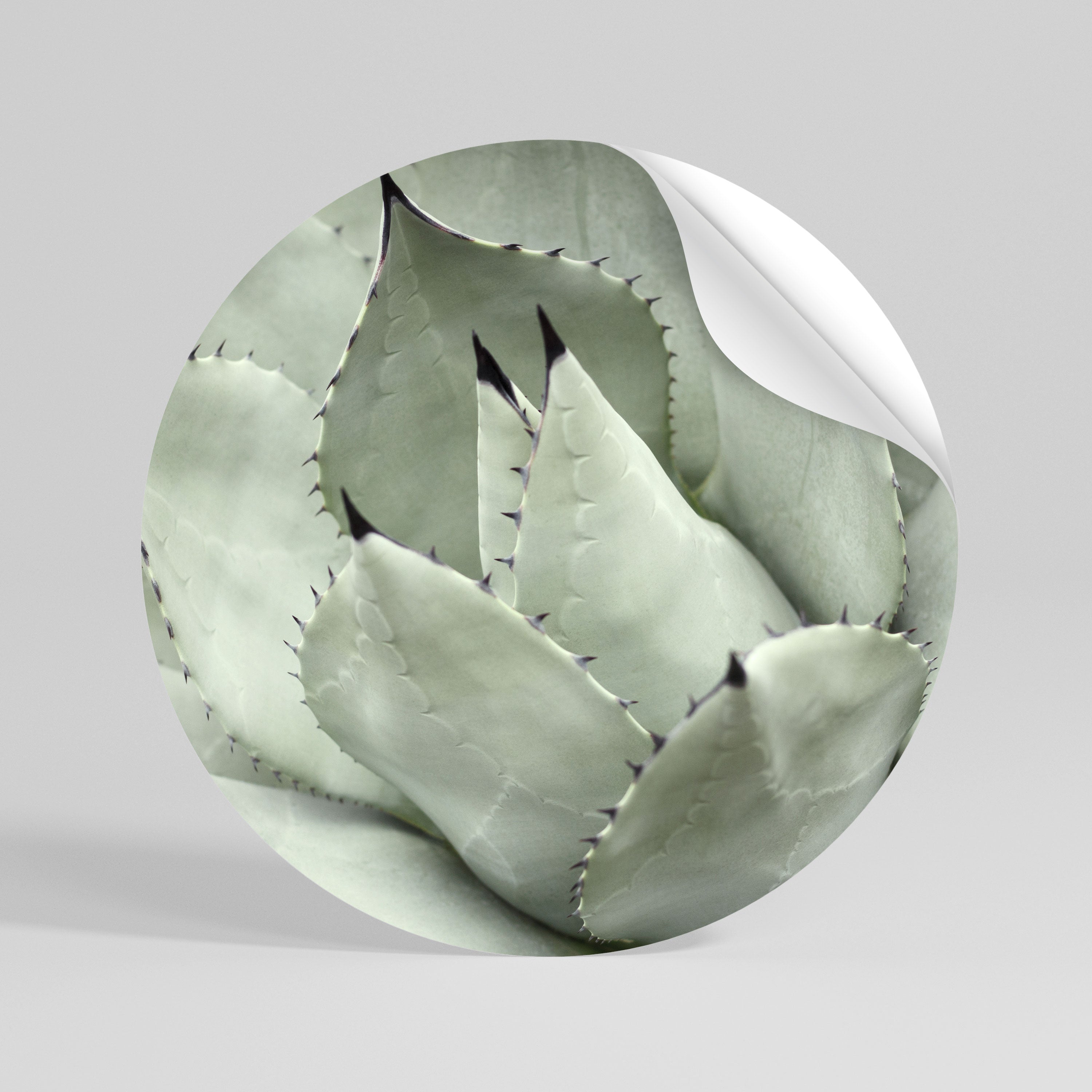 MYSTICAL SUCCULENT DREAM Rund väggdekal