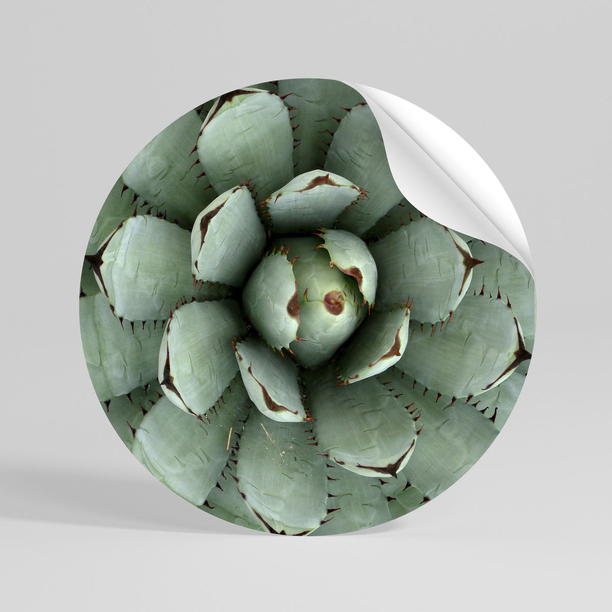 SUCCULENT SYMMETRY Kulatá samolepka