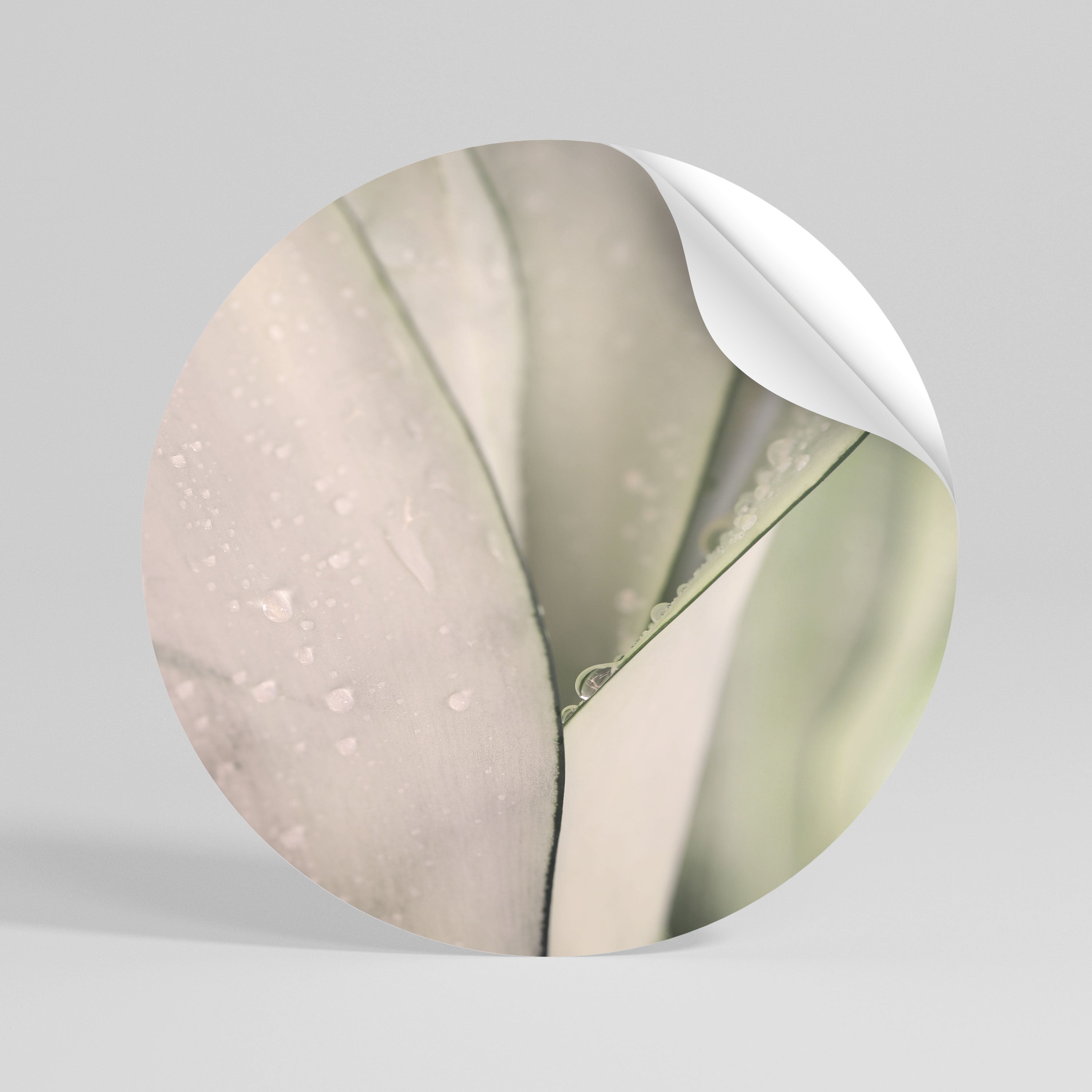 NATURE'S TAPESTRY Rund väggdekal