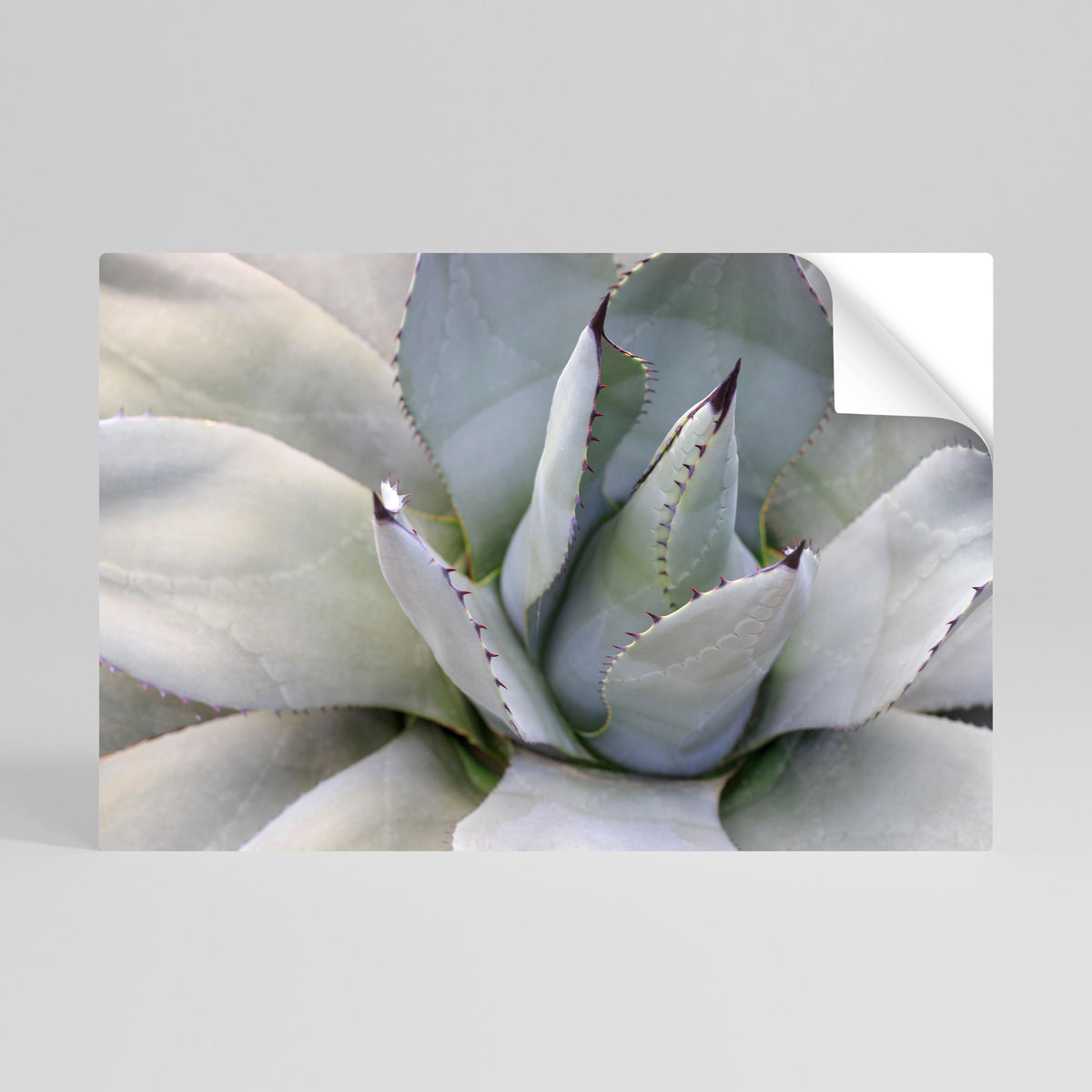 AGAVE ELEGANCE Póster adhesivo horizontal