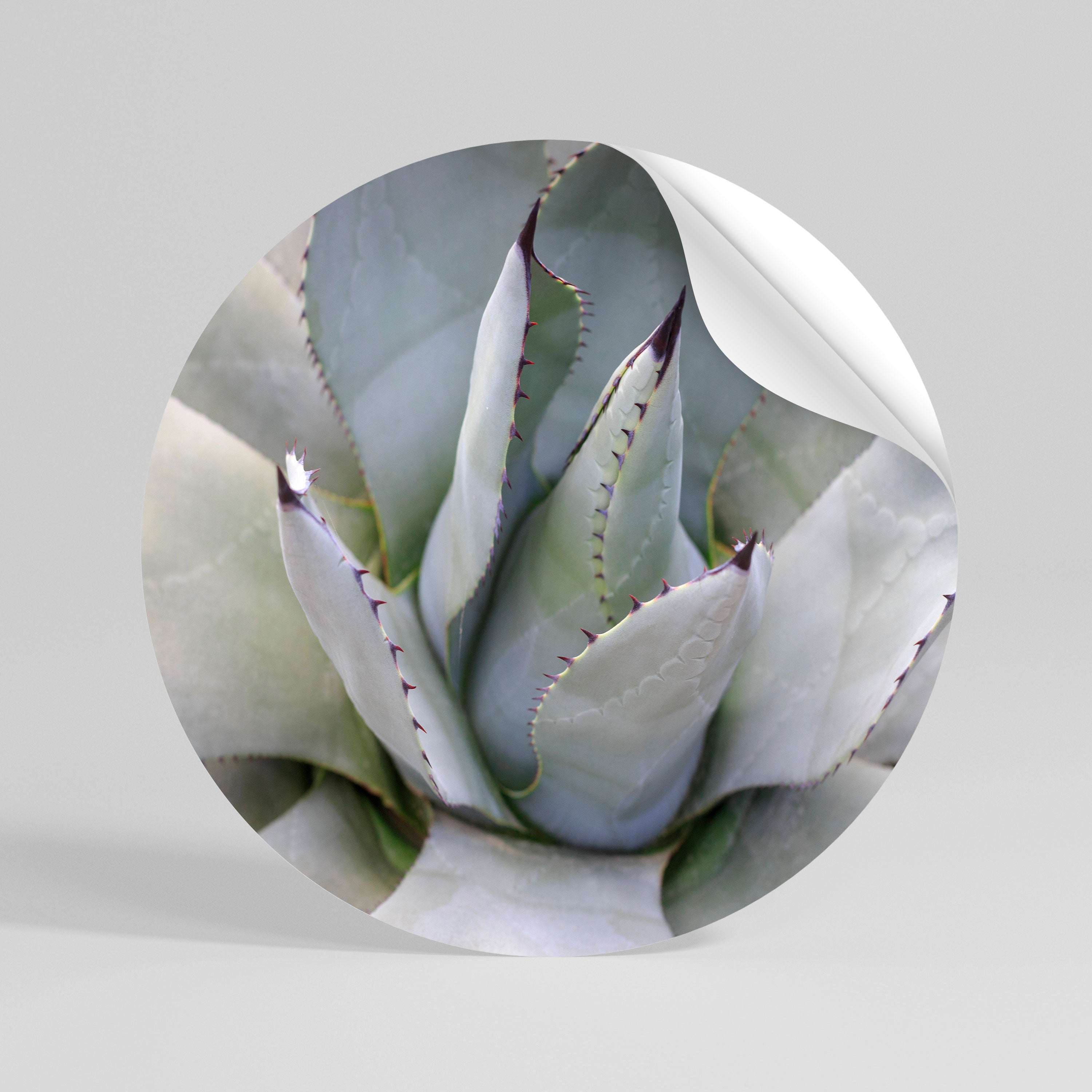 AGAVE ELEGANCE Rund väggdekal