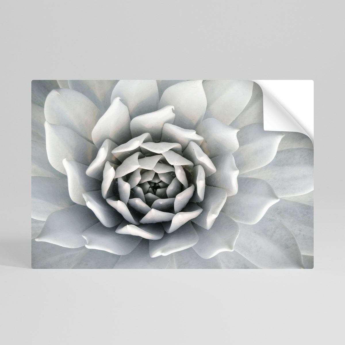 ELEGANT PETAL SWIRL Póster adhesivo horizontal