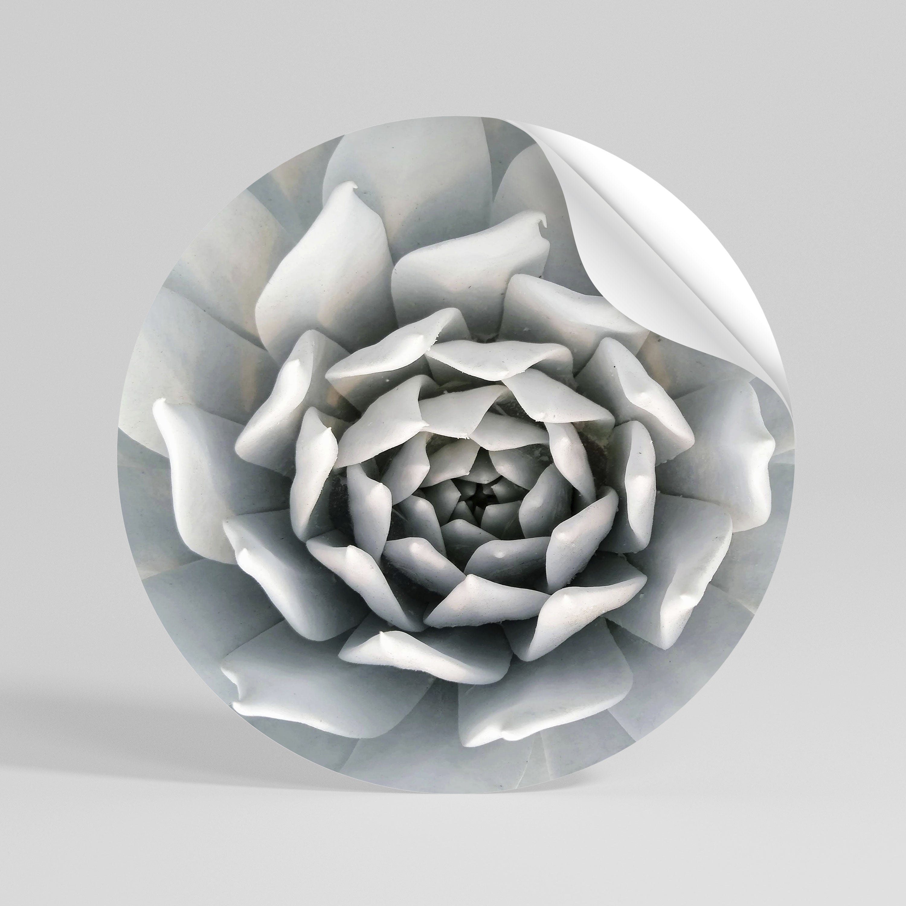 ELEGANT PETAL SWIRL Rund väggdekal