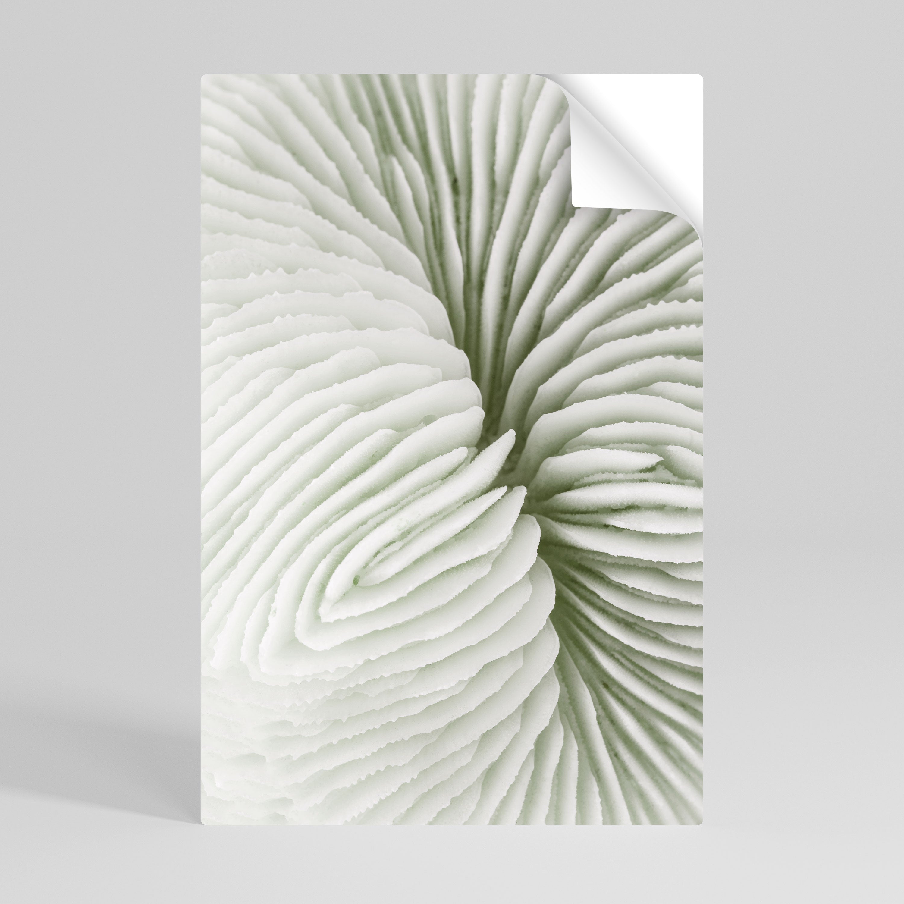 NATURE'S SYMMETRY Peel and Stick Vertical Poster