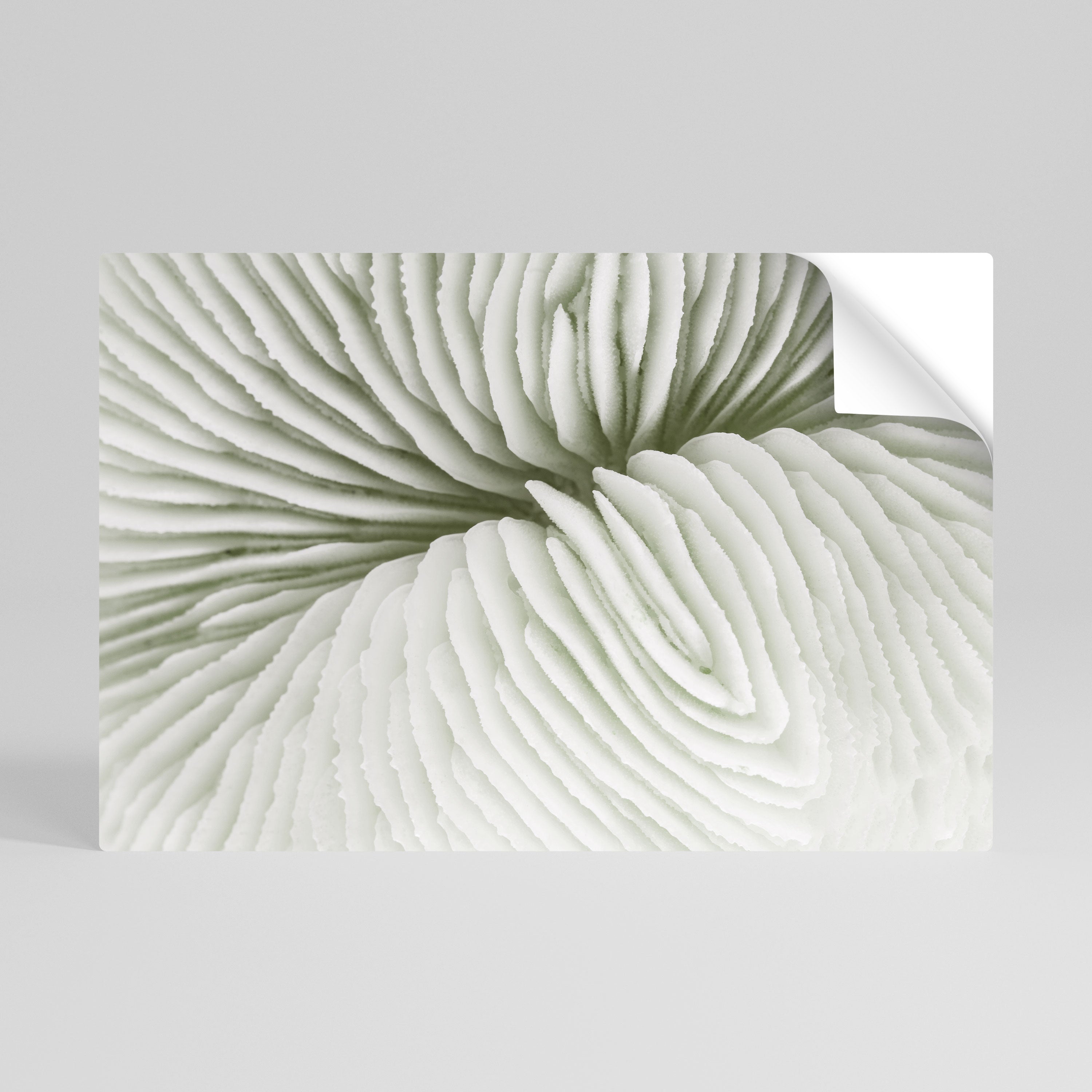 NATURE'S SYMMETRY Självhäftande Horisontell Poster