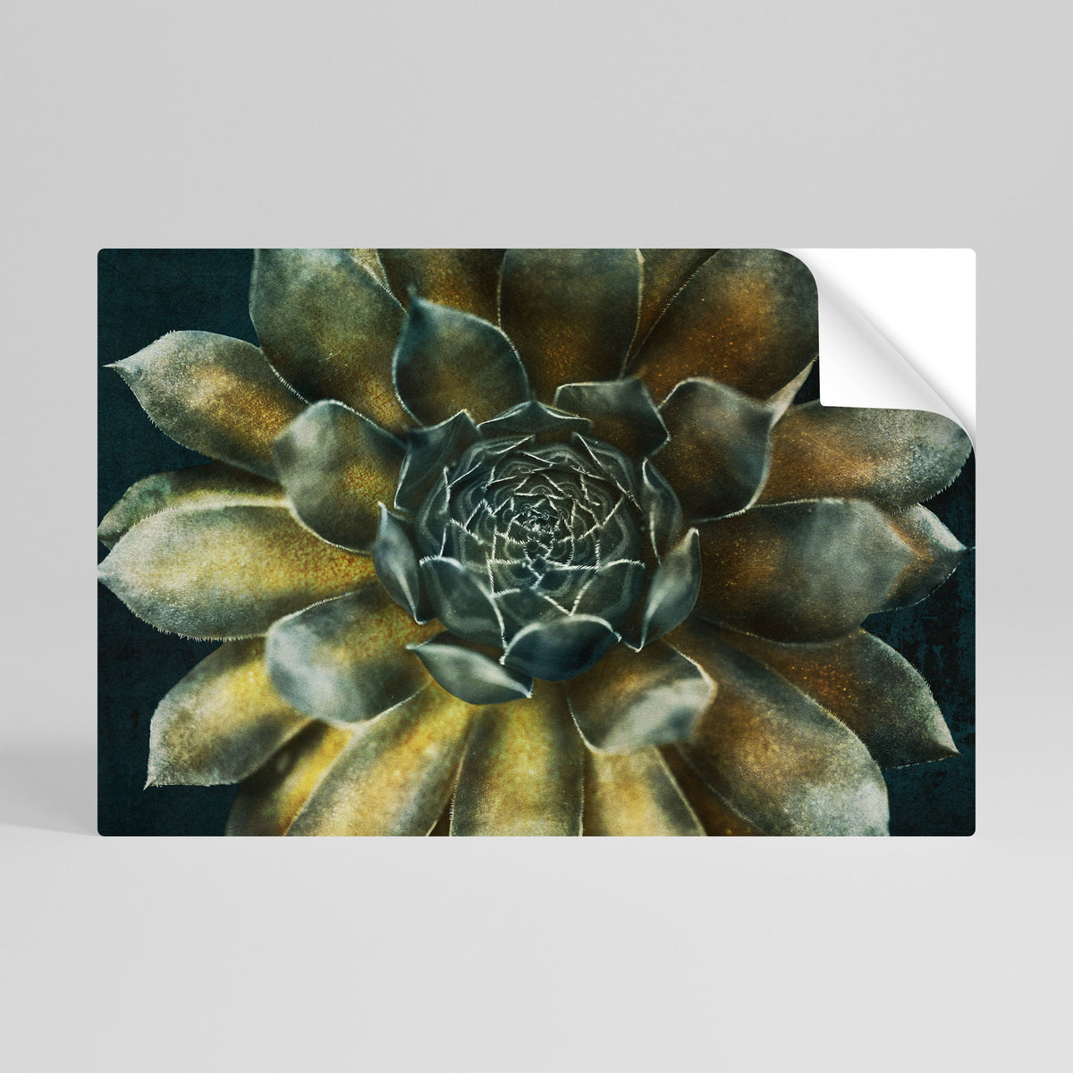 MYSTICAL SUCCULENT WHIRL Póster adhesivo horizontal