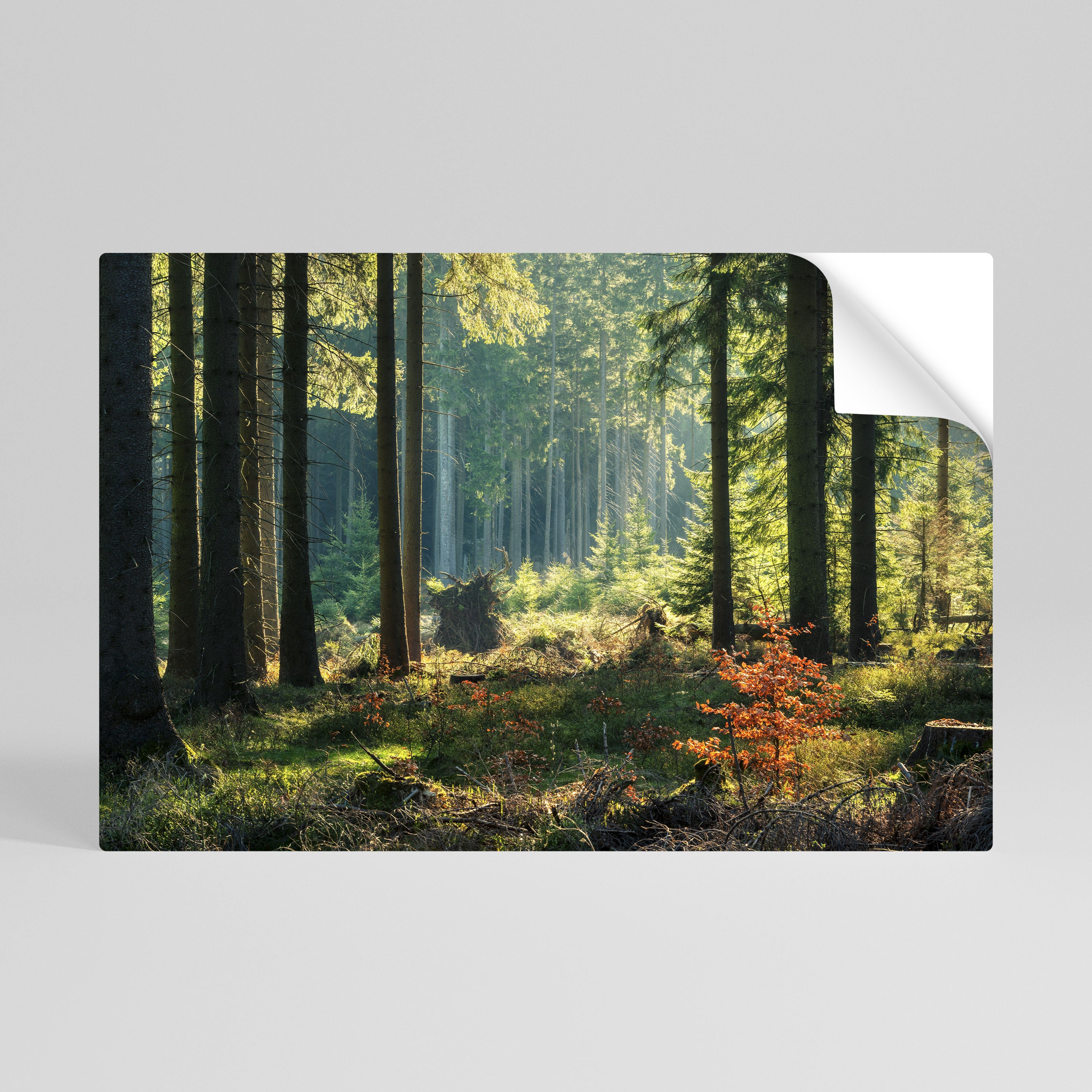 SUNLIT FOREST SERENADE Peel and Stick Horizontal Poster