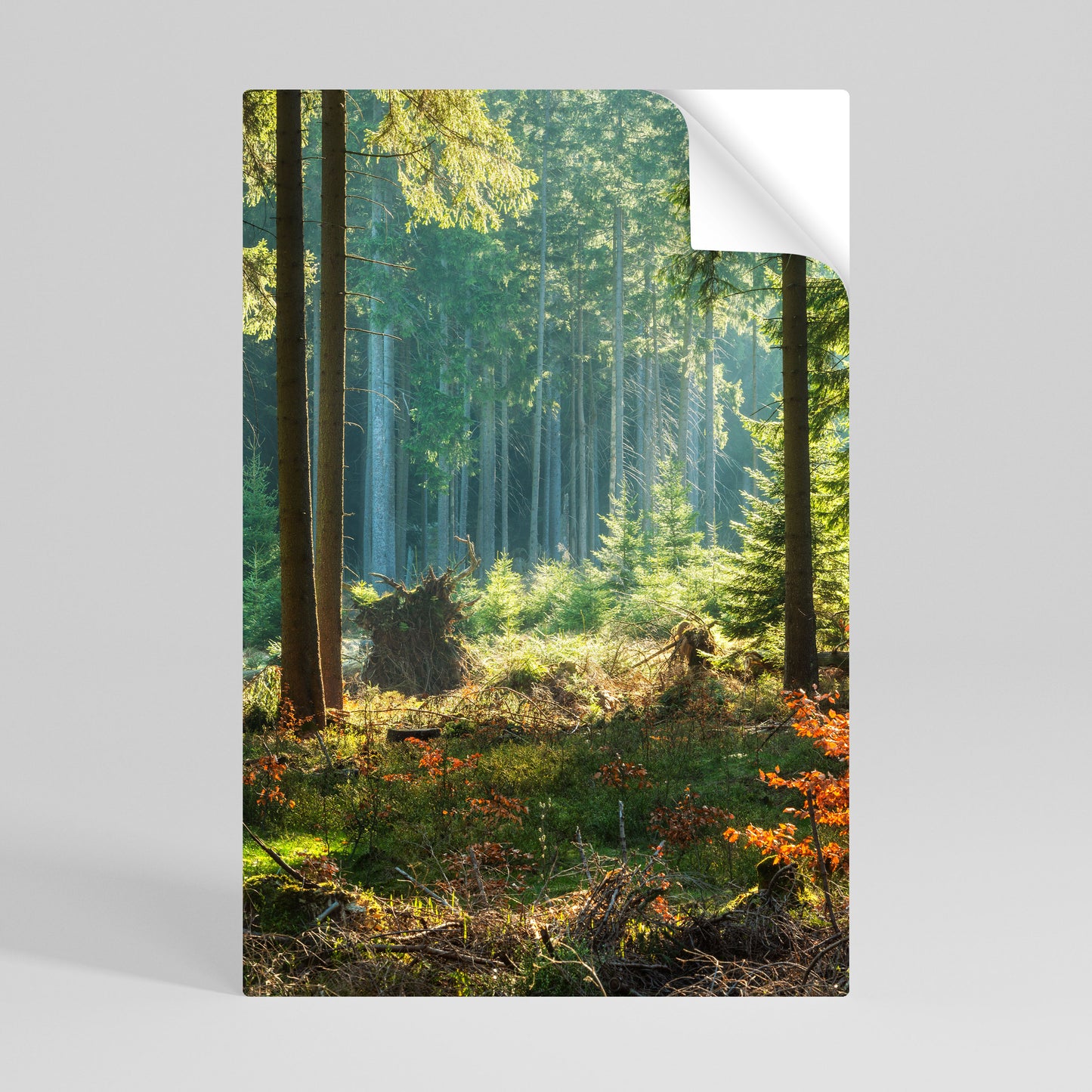 SUNLIT FOREST SERENADE Självhäftande Vertikal Poster