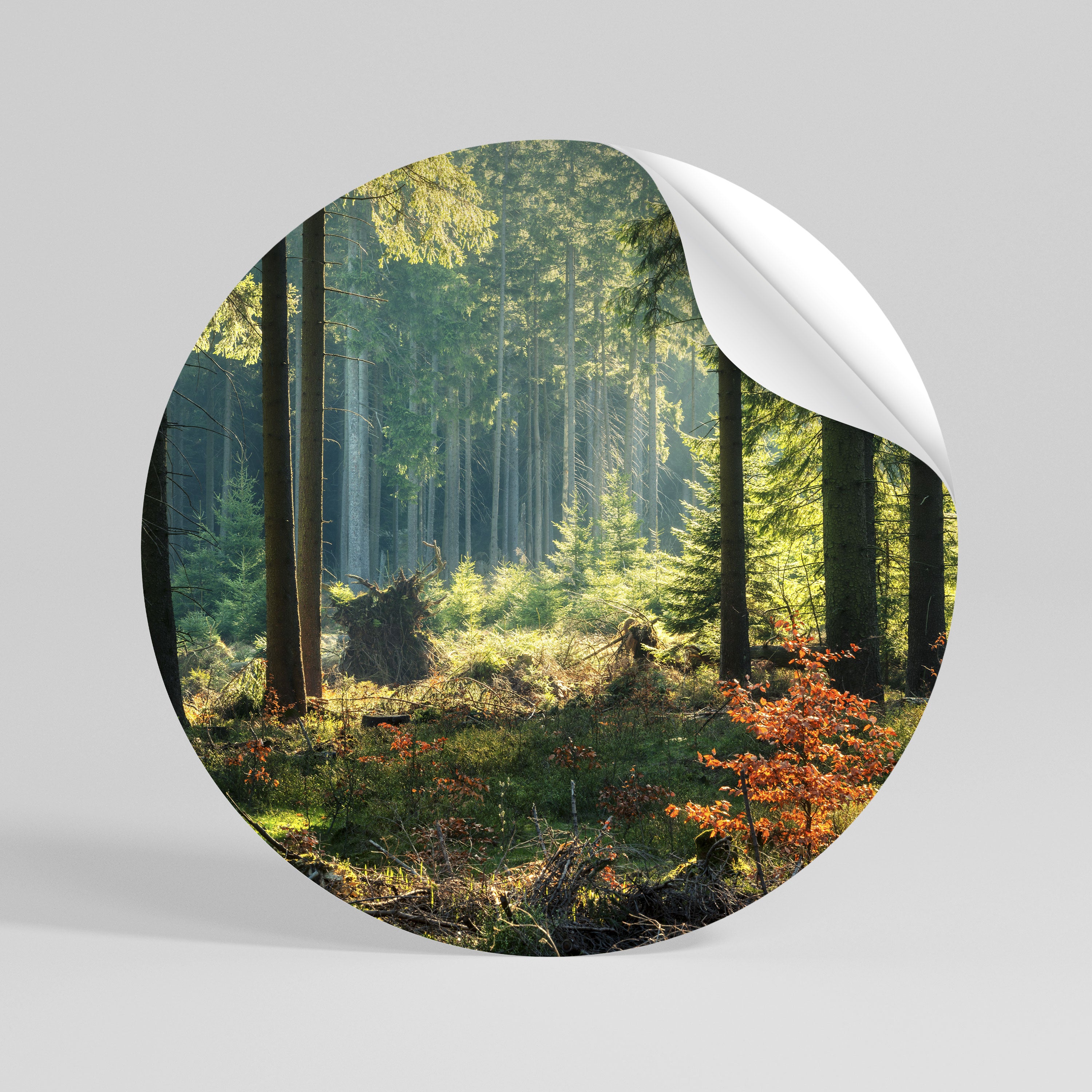 SUNLIT FOREST SERENADE Αυτοκόλλητη Αφίσα στρογγυλή