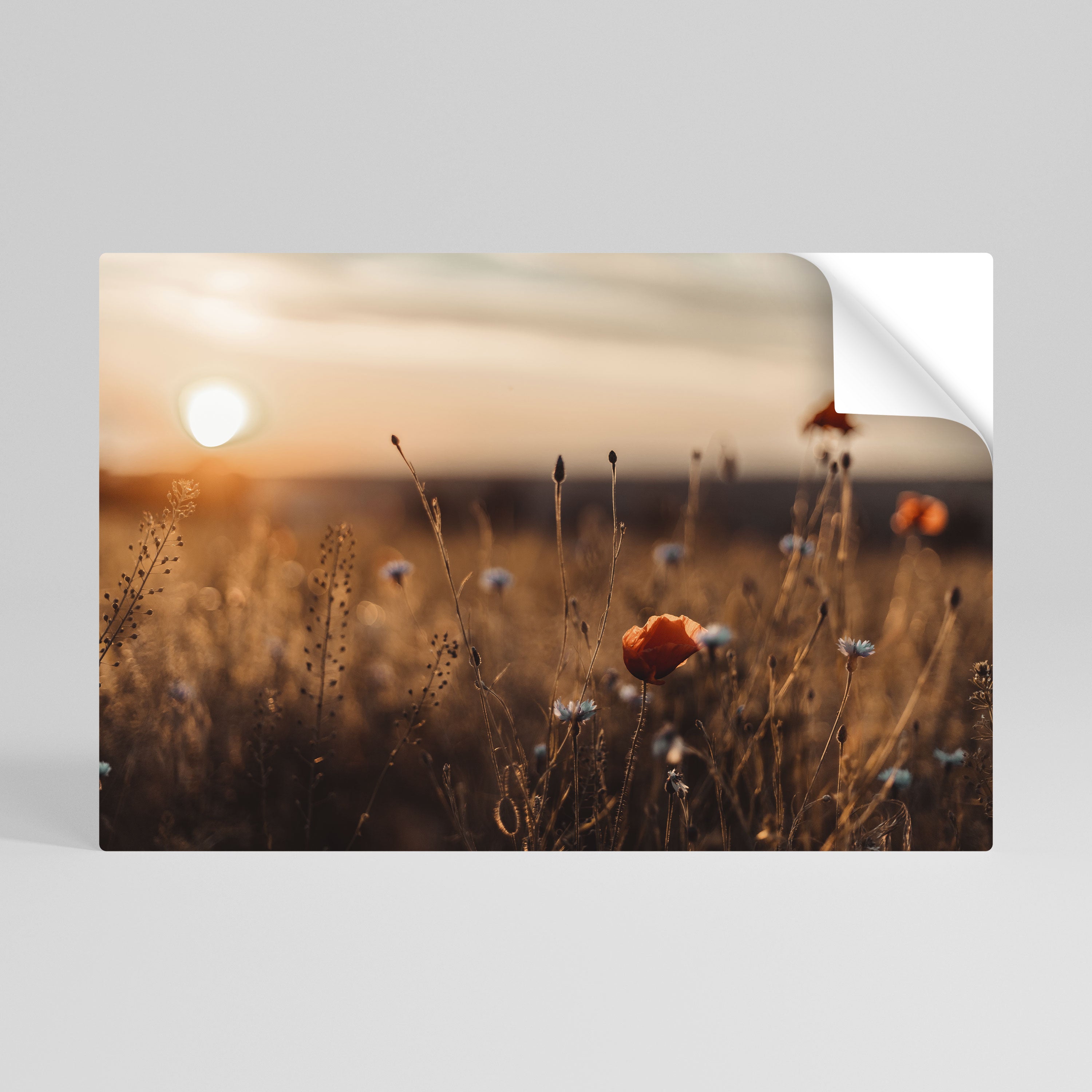 GLOWING MEADOWS AT DUSK Póster Autocolante Horizontal