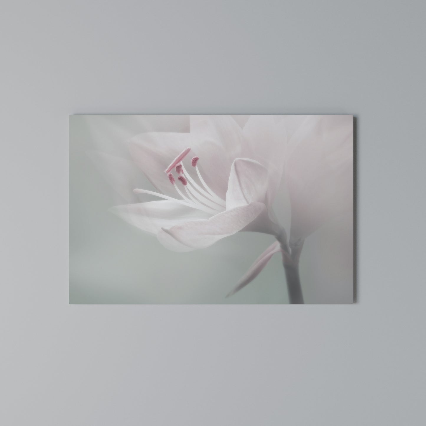 GENTLE LILY Horizontal Canvas Print
