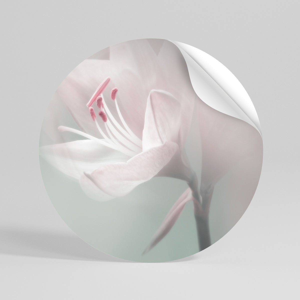 GENTLE LILY Runder Wandsticker zum Abziehen und Aufkleben