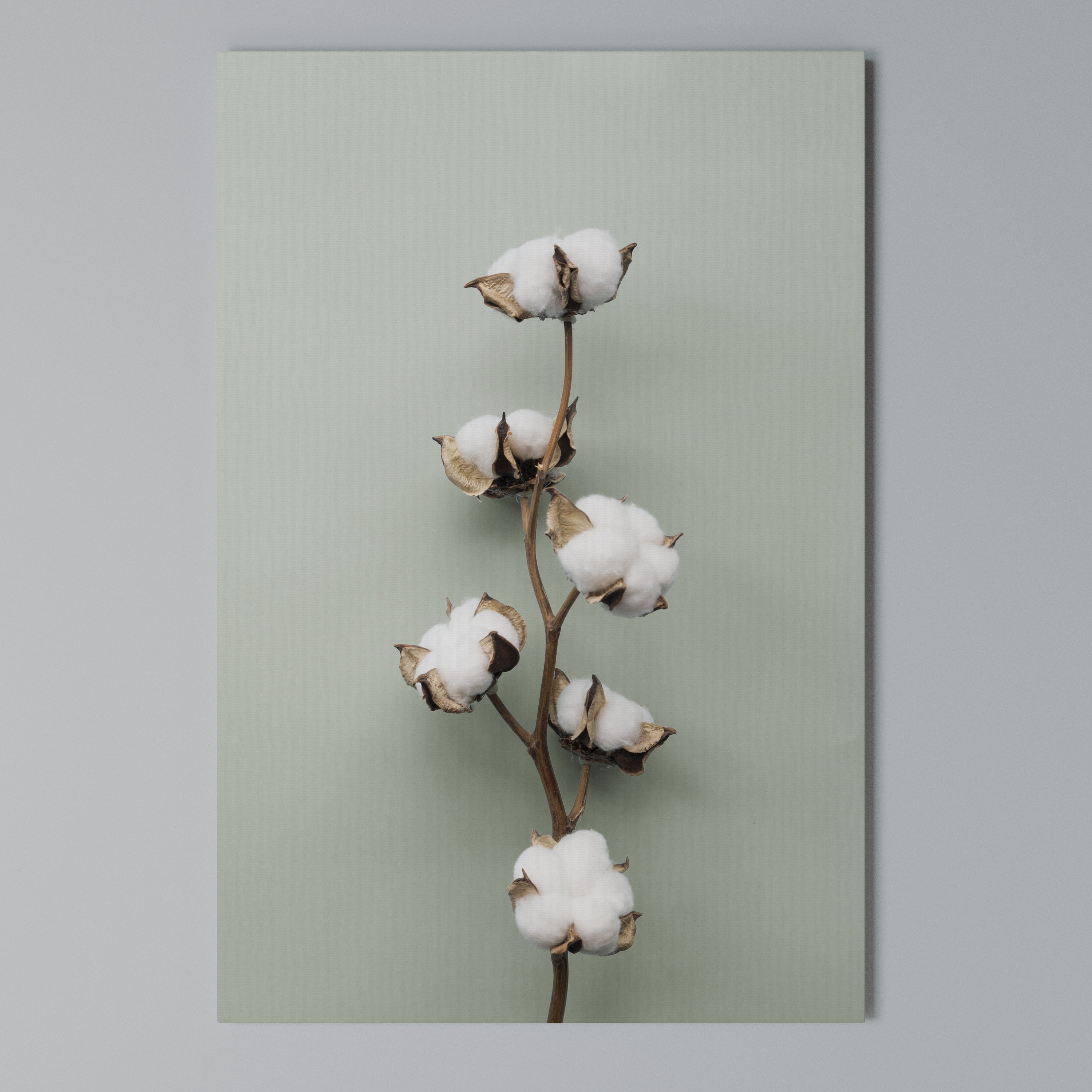 COTTON DREAMS UNFOLDED Quadro em tela vertical