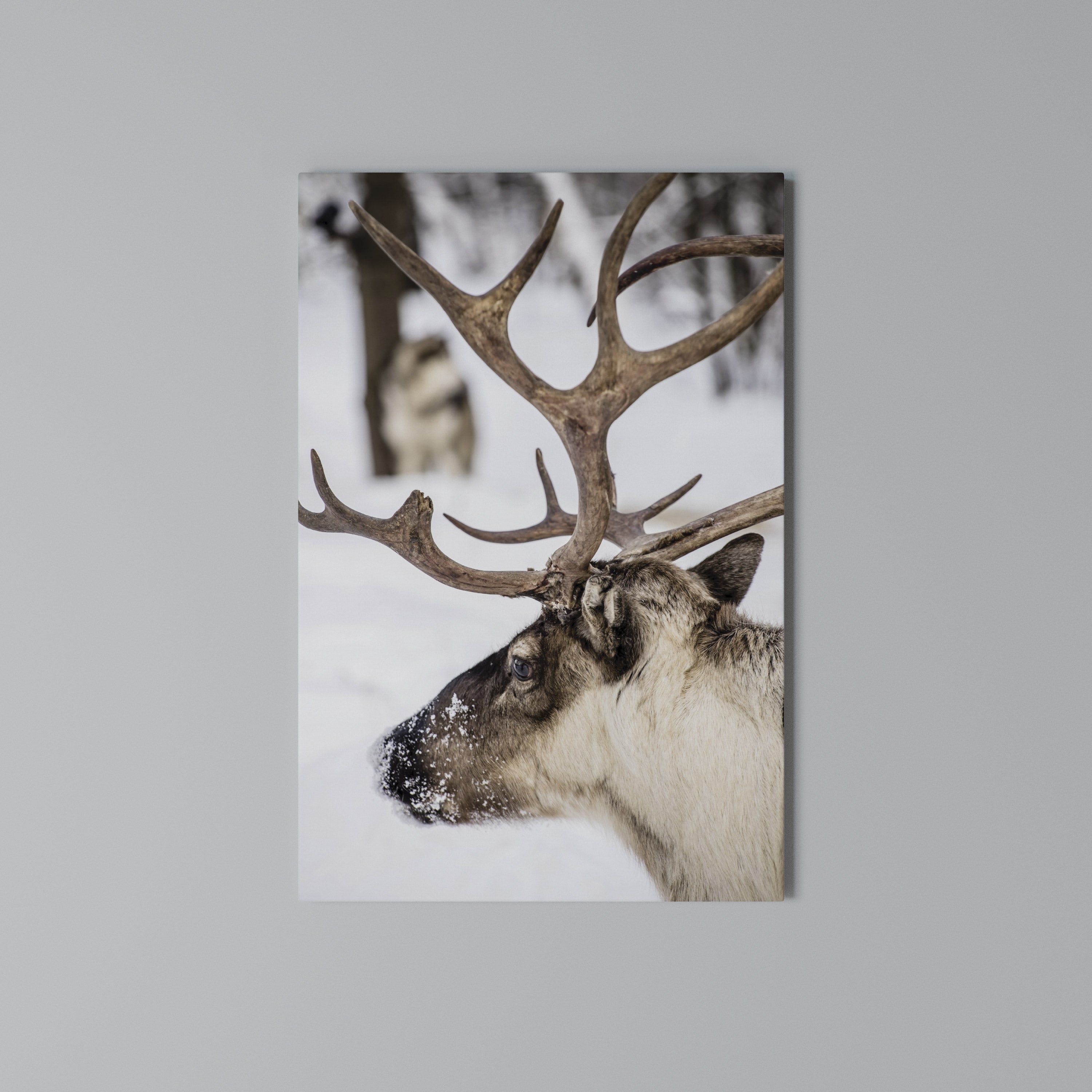 WHISPERS OF FROST Quadro em tela vertical