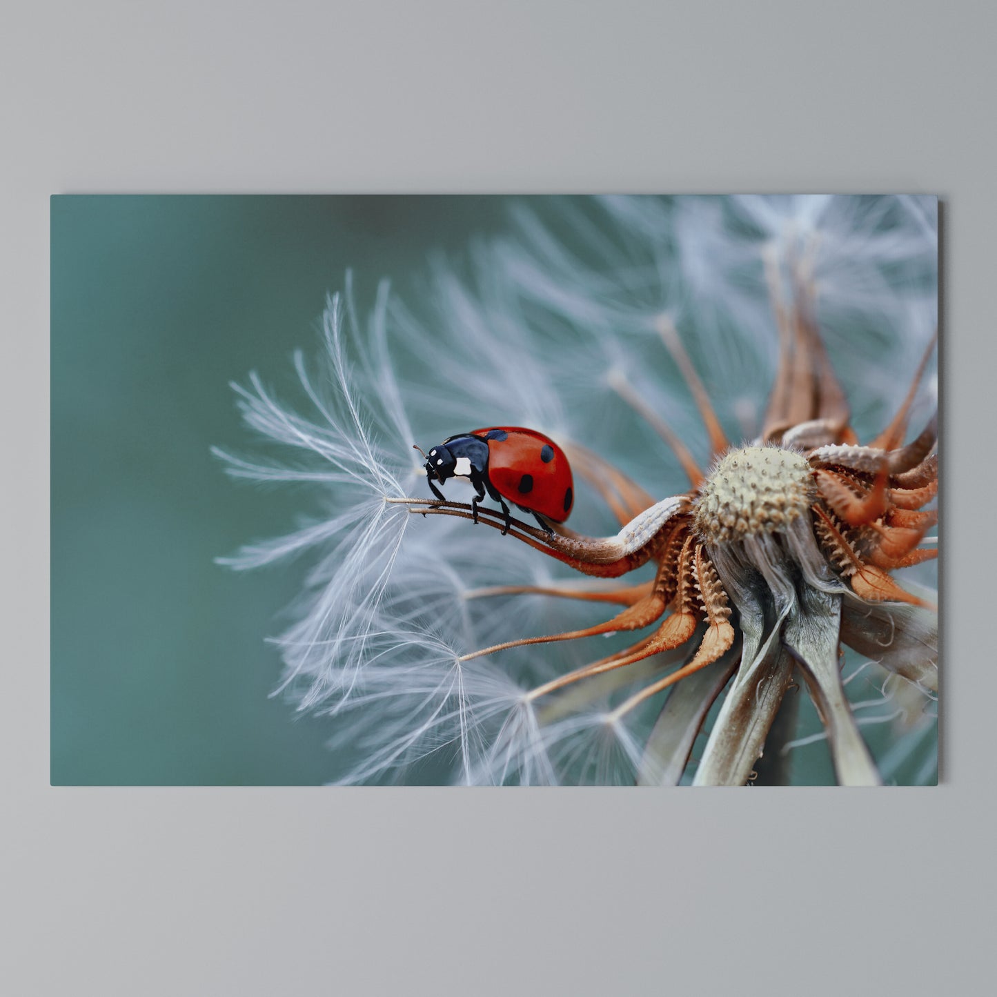 LADYBUG BALANCE Horizontal Canvas Print