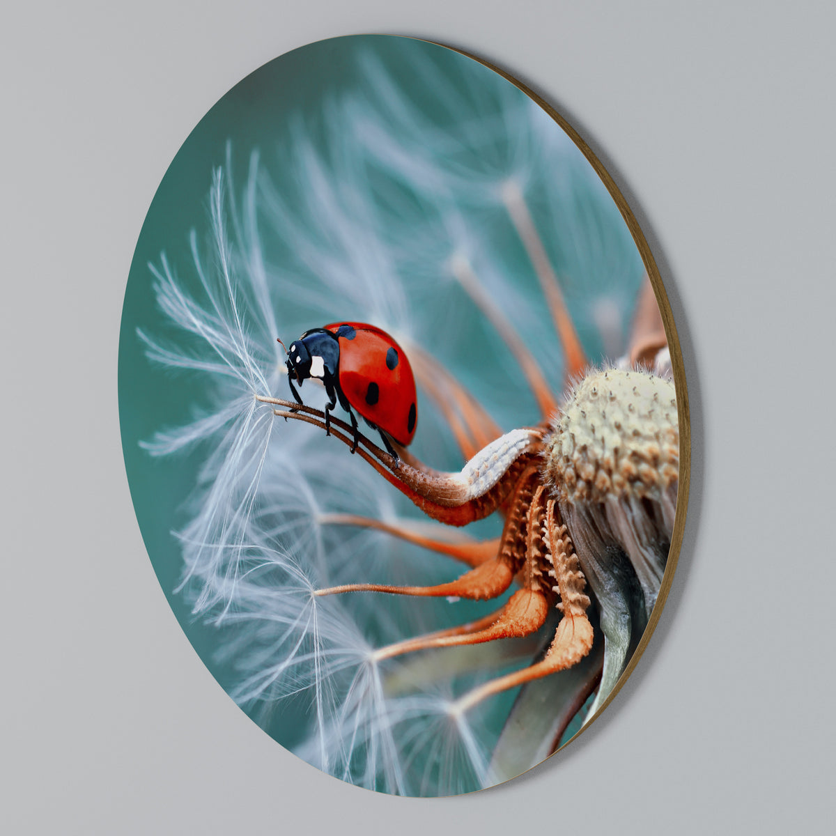 LADYBUG BALANCE Arte de pared redondo