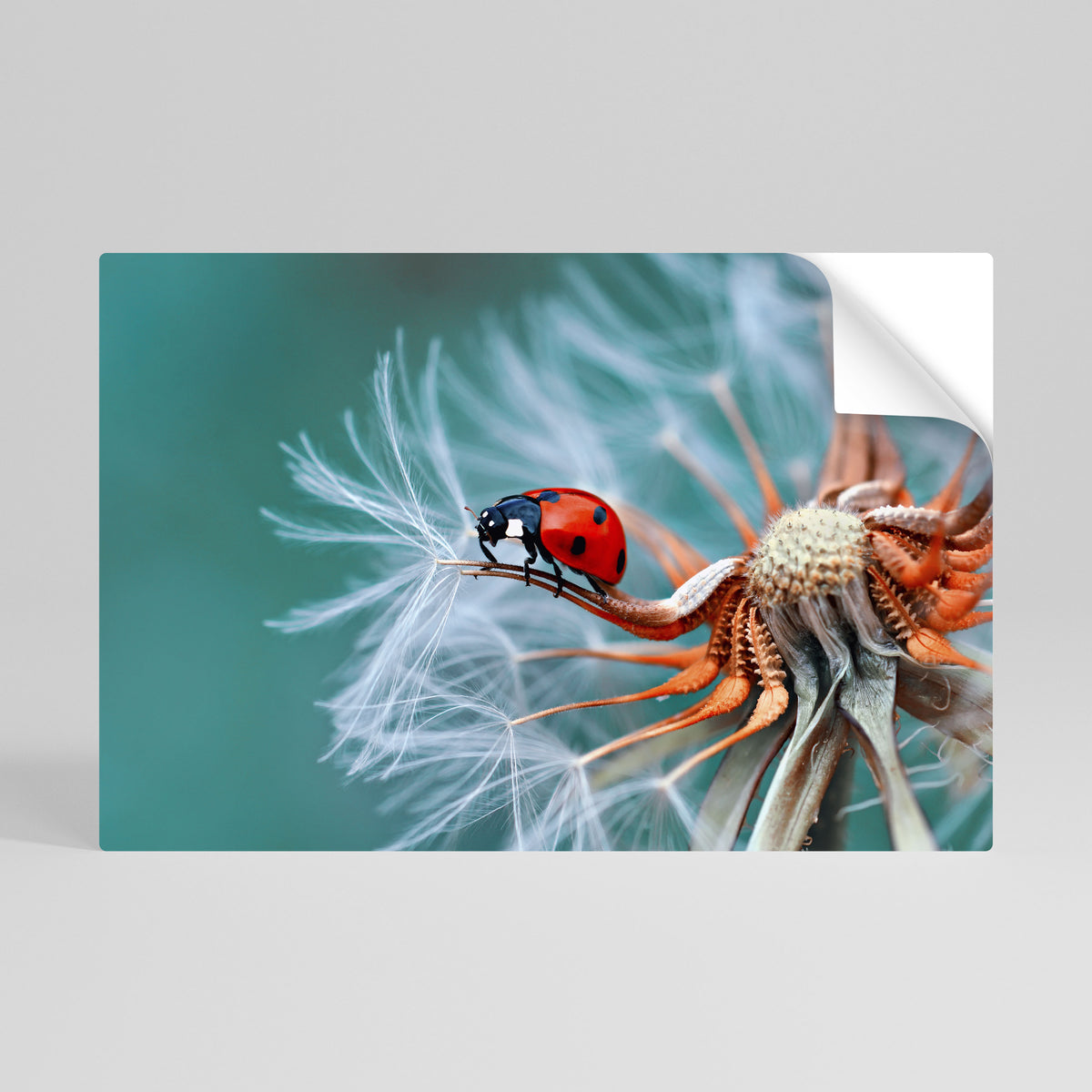 LADYBUG BALANCE Póster adhesivo horizontal