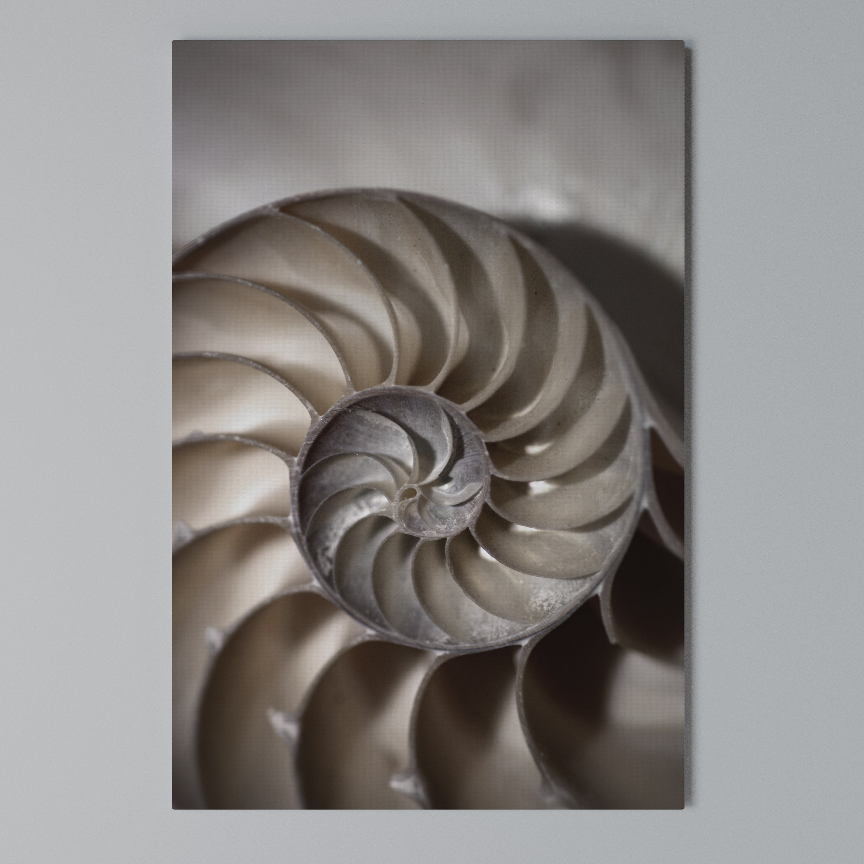 WHISPERS OF SHELLS Quadro em tela vertical