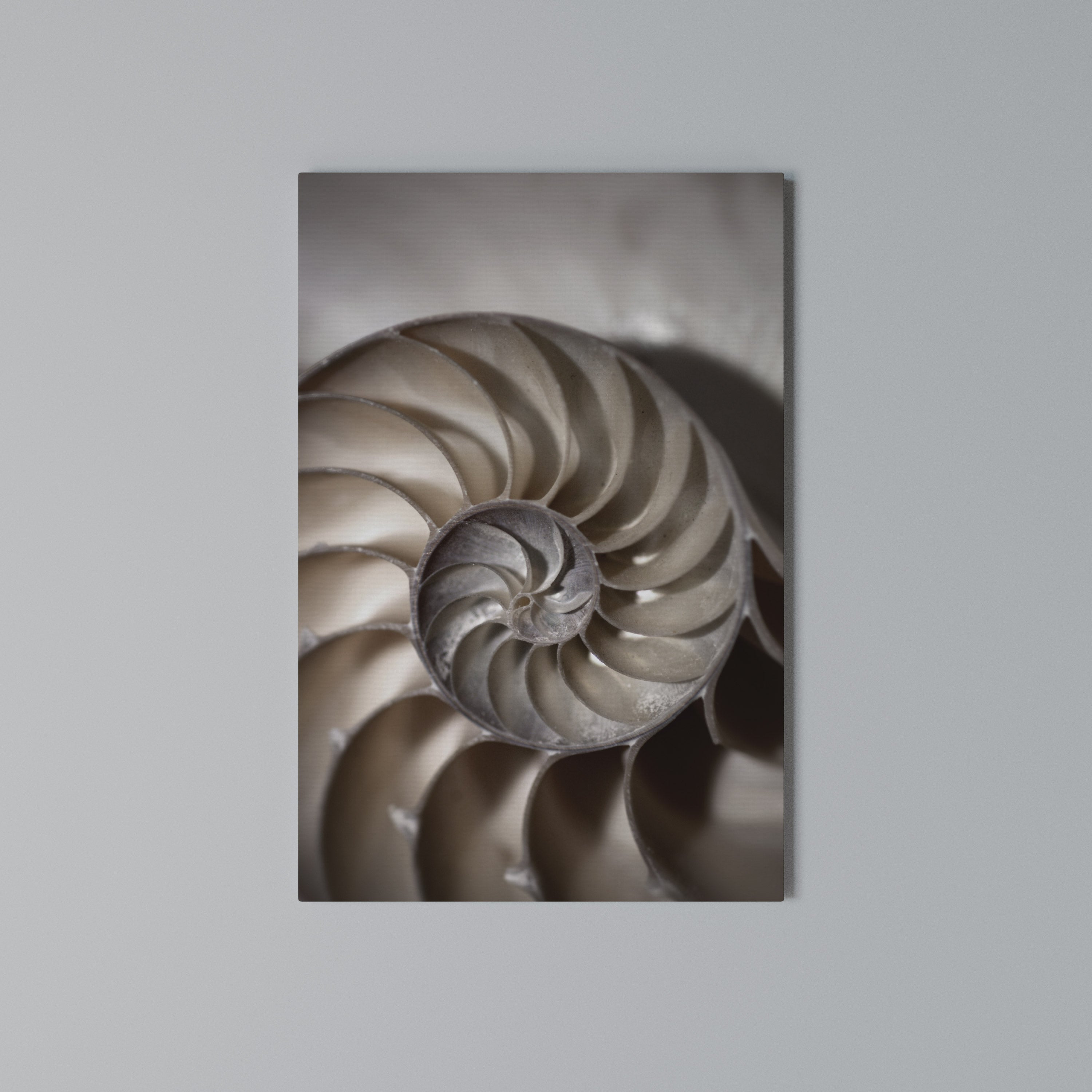 WHISPERS OF SHELLS Quadro em tela vertical