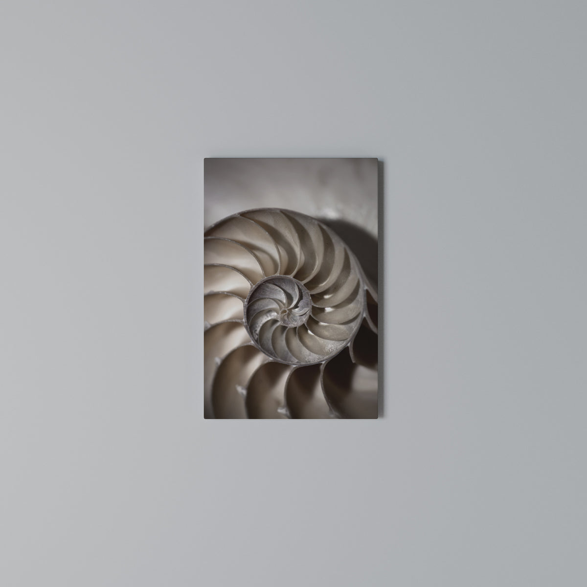 WHISPERS OF SHELLS Quadro em tela vertical