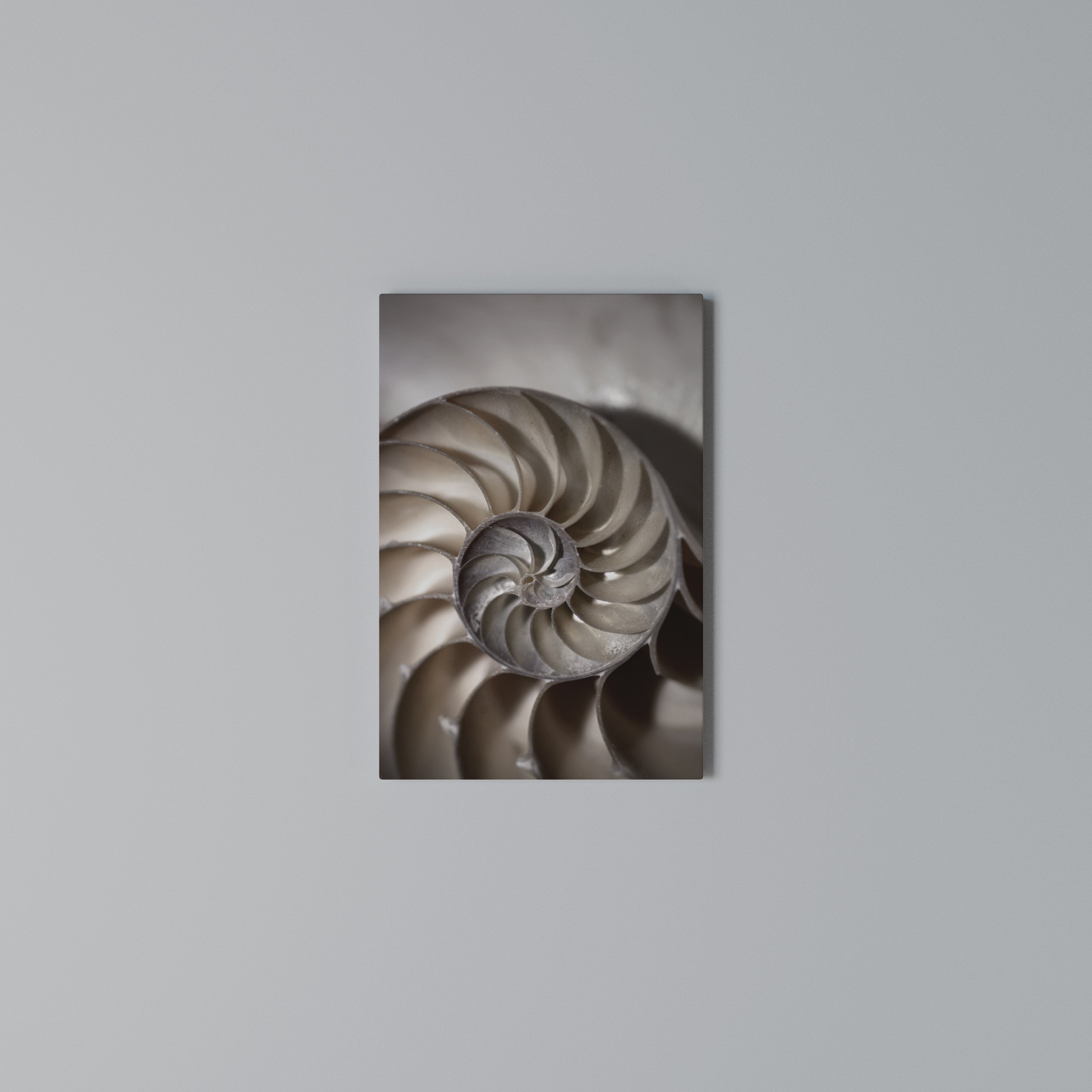 WHISPERS OF SHELLS Quadro em tela vertical