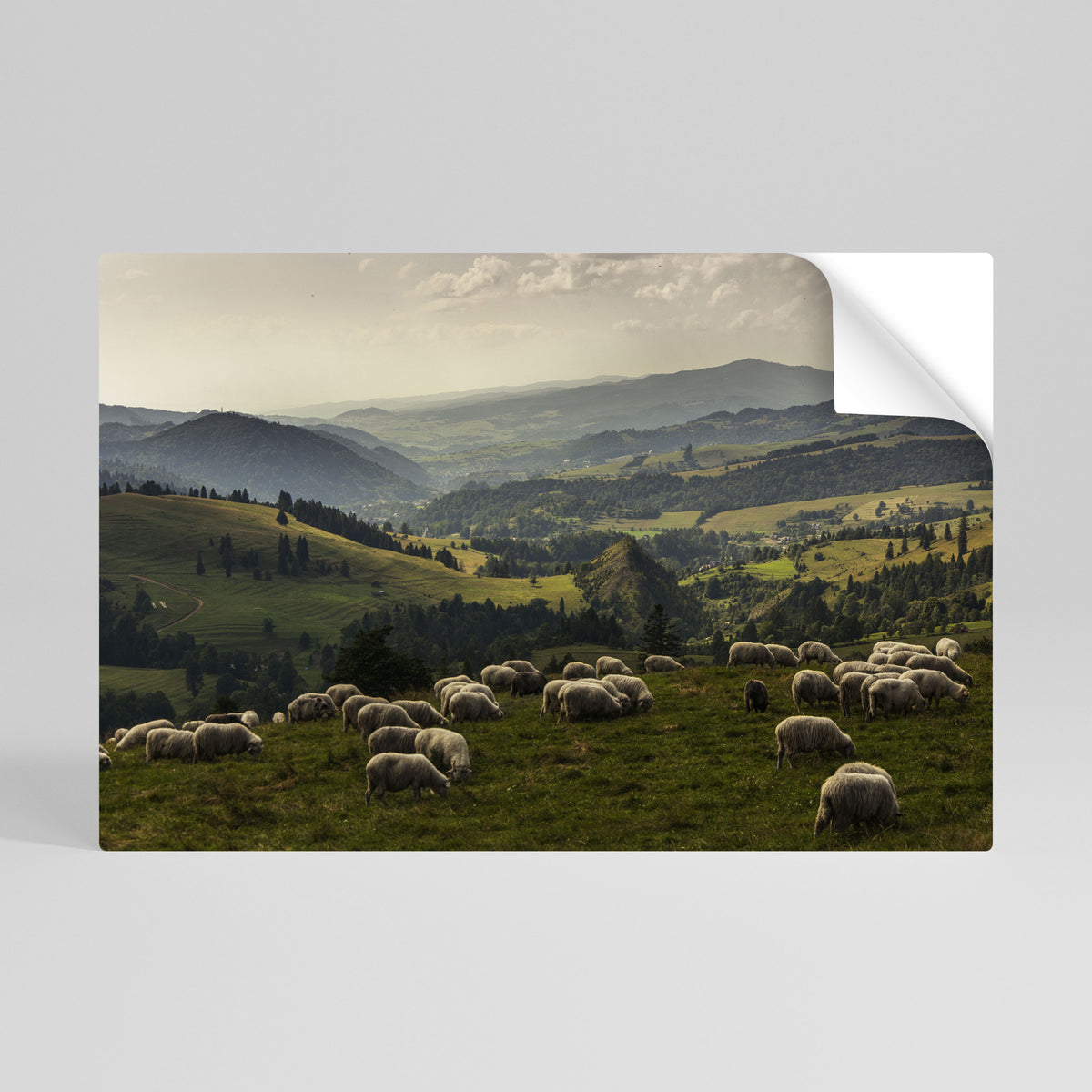 SHEEP IN SERENITY Poster Orizzontale Adesivo