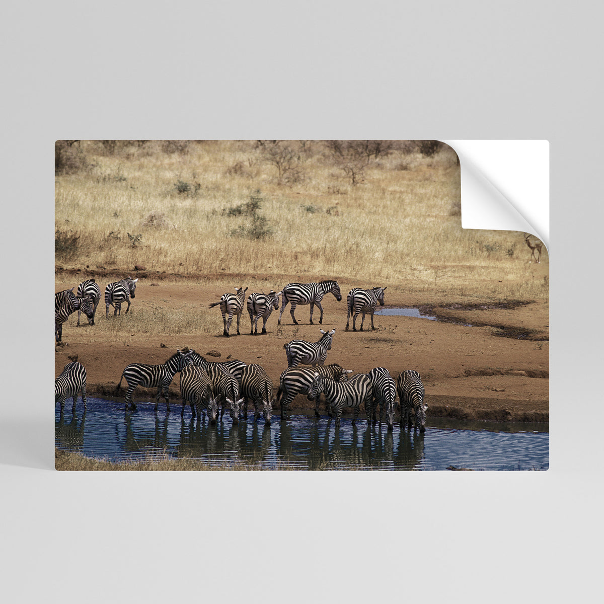 THE ZEBRA HARMONY Poster Orizzontale Adesivo
